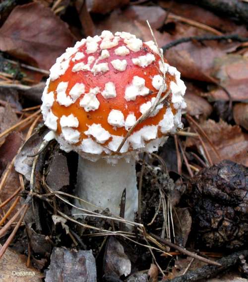 Fly Agaric Red Amanita Forest Red