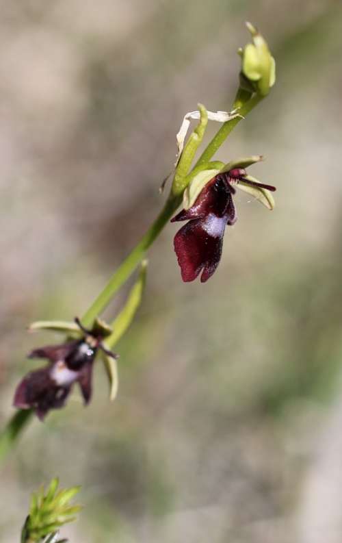 Fly Orchid Orchid Wild Flower Blossom Bloom