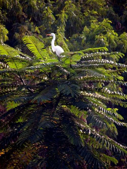 Flying Nature Bird Tropical Birds Encyclopedia