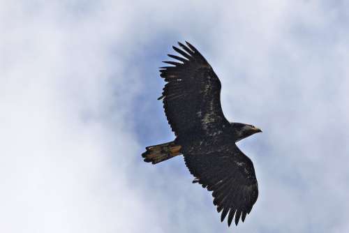 Flying Osprey Raptor Animal Bird Nature Feathered