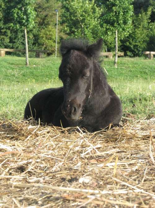Foal Filly Pony Ponette Petit Shetland Rest