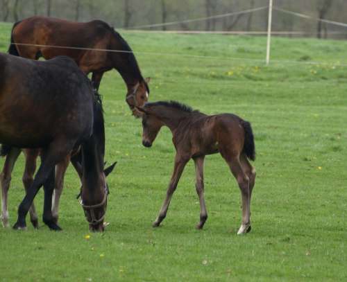 Foal Horse Pasture Brown Mammal Horses