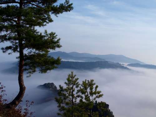 Fog Pine Slovakia