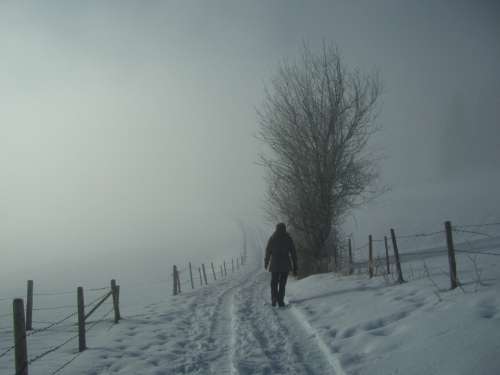 Fog Wanderer Winter Snow White Grey Snow Lane