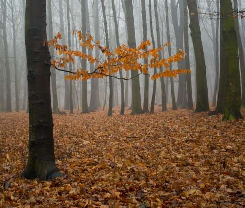 Fog Forest Nature Tree Winter Leaves Sky Detail