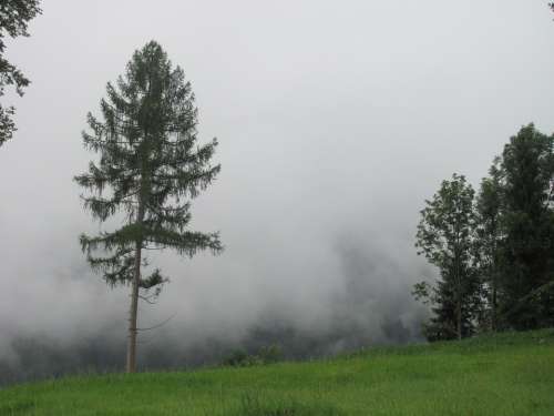 Fog Critter Pine Glade
