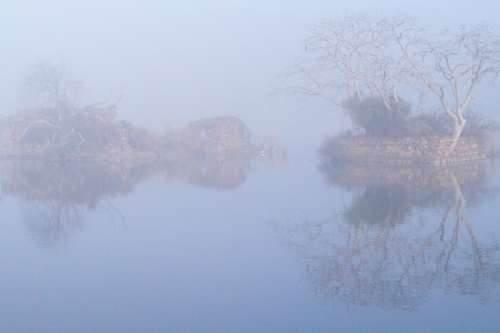 Fog Mist Lake Water Swamp Landscape Woods