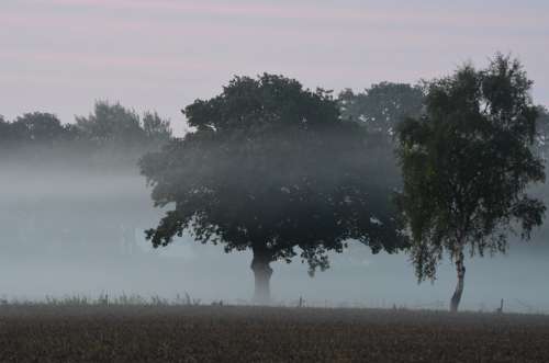 Fog Fog Items Morgenstimmung Veil Morning Dew