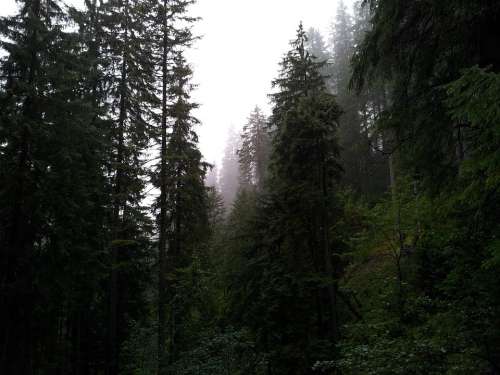 Fog Forest Mountains Trees Nature Misty Dark