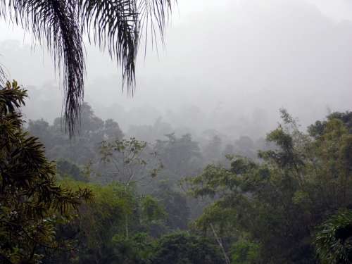 Fog Jungle Forest Sawmill Clouds Trees Green