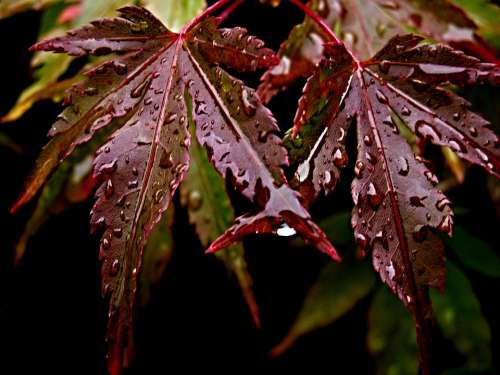 Foliage Japanese Maple Water Drops