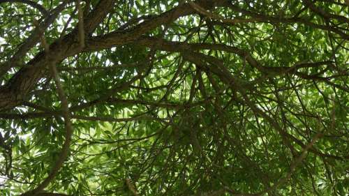 Foliage Silver Willow Deciduous Tree