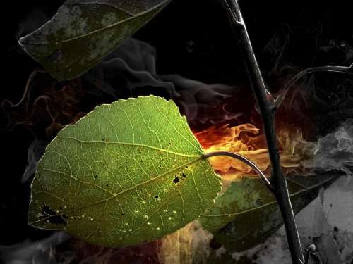 Foliage Leaf Nature Branch Smoke Abstract Plant