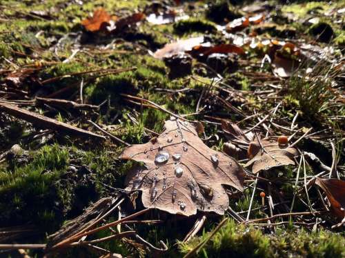 Foliage Leaf Green Nature Brown Moss Autumn