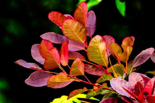 Foliage Red Green Branches Nature New Growth