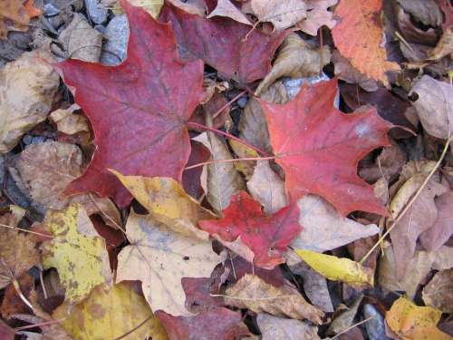 Foliage Dry Leaves Autumn Colorful Fall
