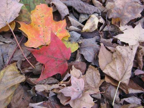 Foliage Dry Leaves Autumn Colorful Fall