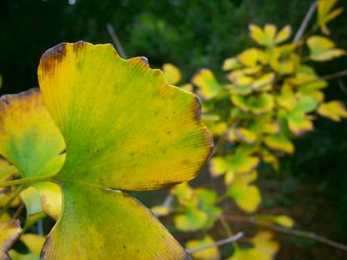 Foliage Green Leaves Yellow