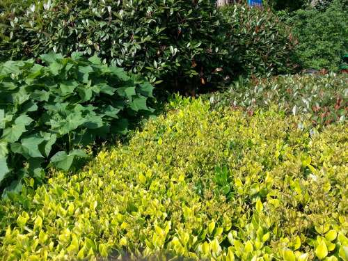 Foliage Leaves Background Nature Leaf Green