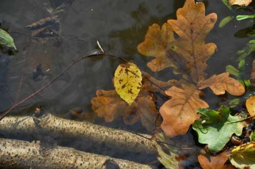 Foliage Wet Autumn Lagoon Nature Forest