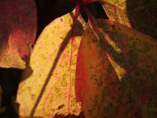 Foliage Autumn Yellow Nature Leaf Veins Red Macro