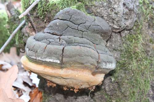 Fomentarius Fomes Fungus Hoof Polypore Stump