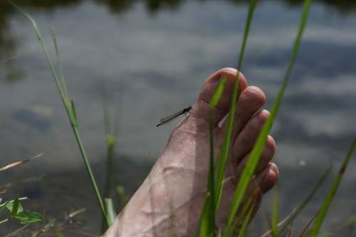 Foot Ten Water Grass Feet Barefoot Nature Summer