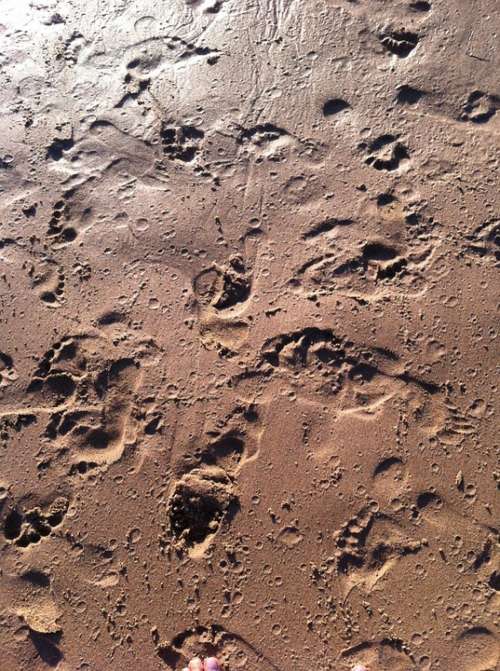 Footprints Wet Sand Beach Sand