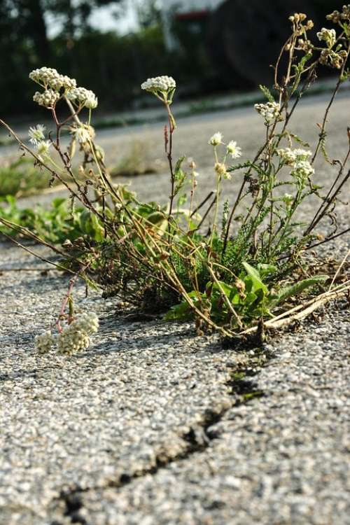 Force Of Nature Plant Flower Asphalt Road Crack