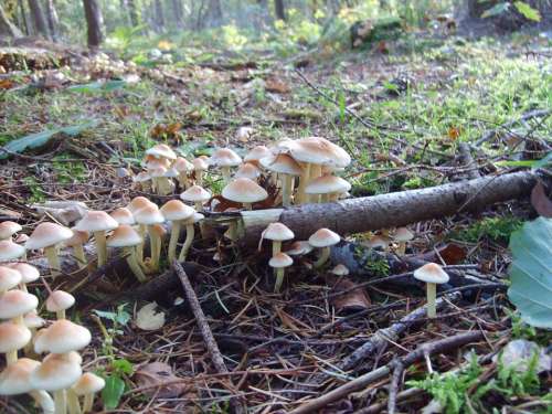 Forest Mushroom Nature Autumn