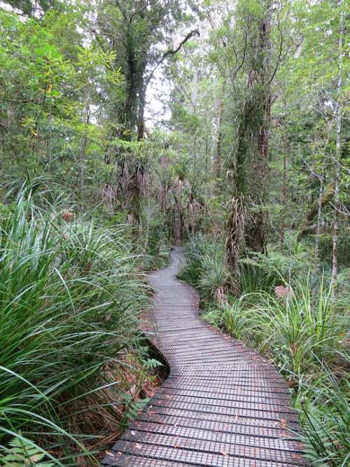 Forest Away Web Kauri Tree New Zealand