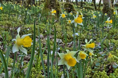 Forest Daffodils Undergrowth Spring