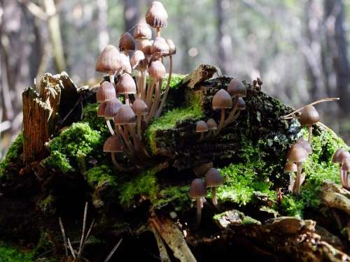 Forest Mushrooms Log Macro