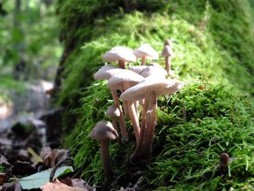 Forest Mushrooms Log Moss Macro