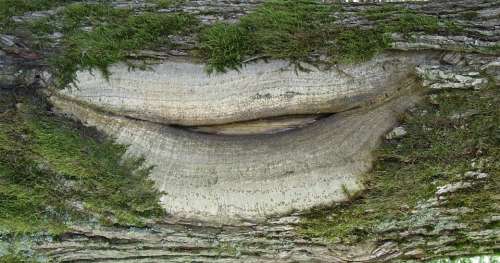 Forest Tree Oak Bark Form Mouth Lips Lip Tribe