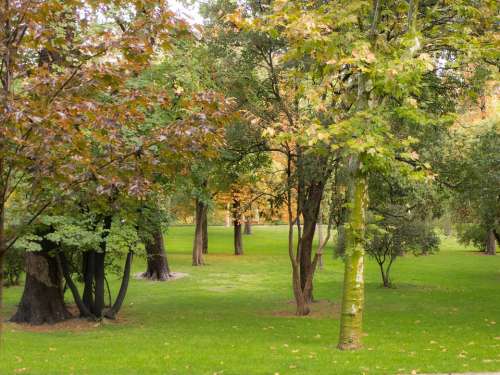Forest Autumn Lawn Nature Vegetation Green Leaves