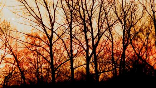 Forest Sunrise Trees Colorful