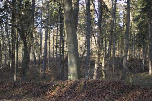 Forest Autumn Autumn Forest Trees Book October