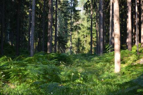 Forest Fern Ferns Green Trees