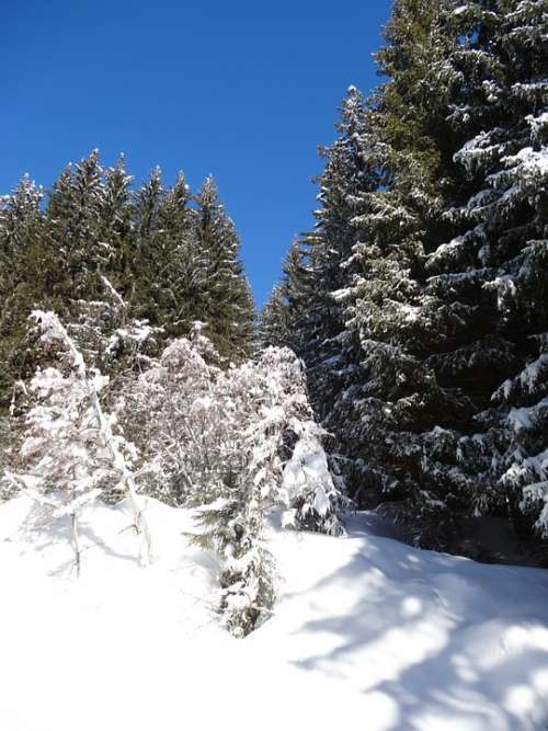 Forest Sun Trees Edge Winter Snow