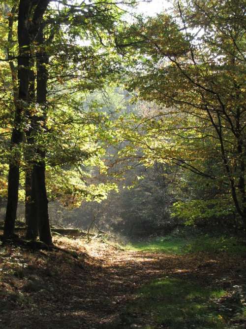 Forest Away Forest Path Trees Leaves Green