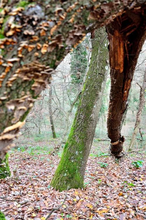 Forest Leaves Trees Dried Leaves Autumn Nature