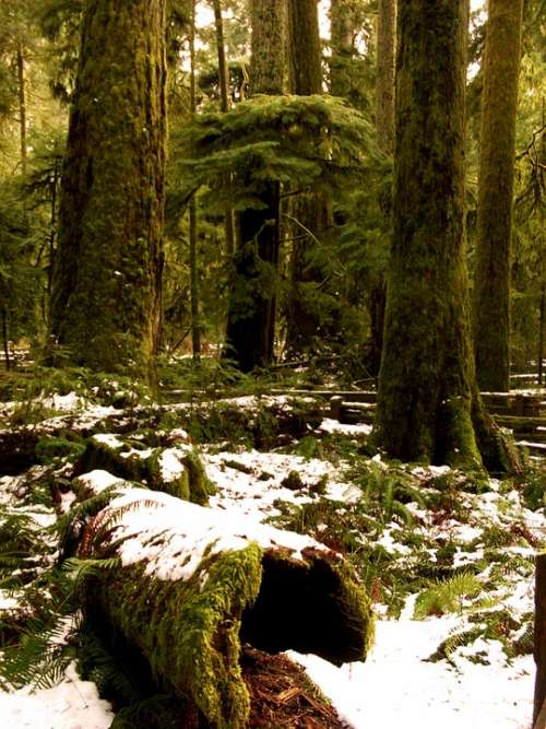 Forest Snow Wood Holtfa Moss