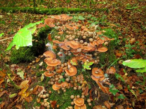 Forest Tree Trunk Moss Mushrooms Umbrinum