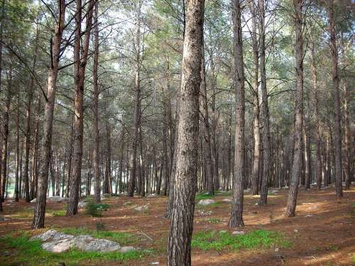 Forest Trees Pine Coniferous Tree Bark Grass