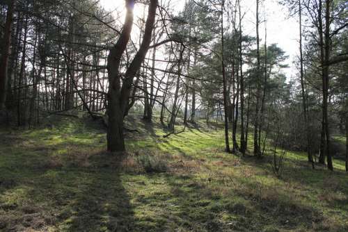 Forest Glade Trees Atmosphere Nature Landscape