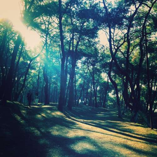 Forest Light Sun Sunlight Nature Island Stanbul