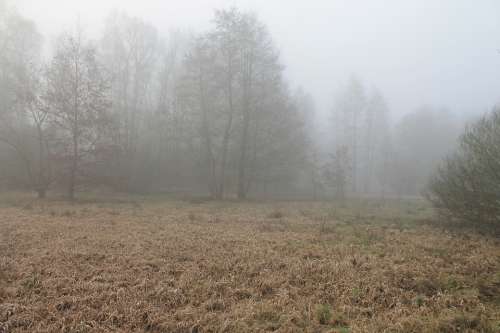 Forest Fog Foggy Haze Herbsnebel Autumn Mood
