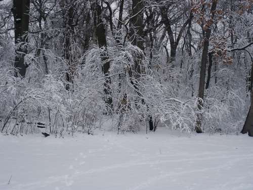 Forest Snow Trees Winter Wilderness Nature