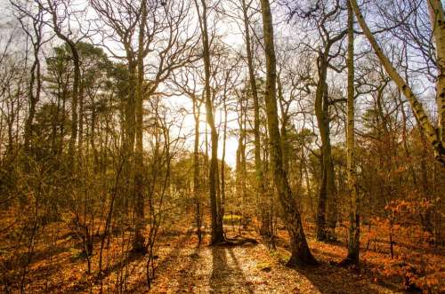 Forest Growth Hiking Without Leaf Lumber Industry